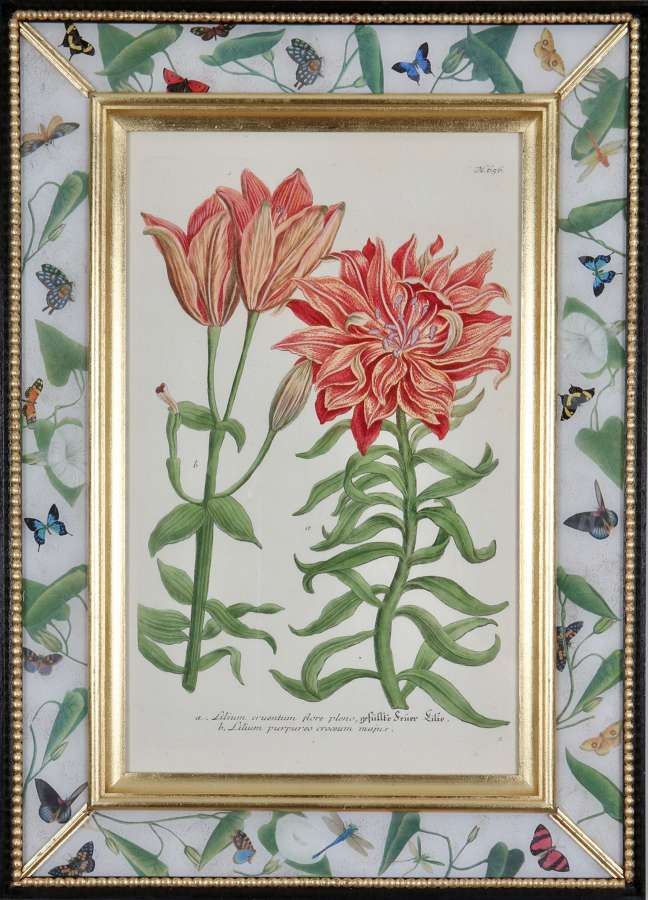 Johann Weinmann : c.18th botanical engravings in decalcomania frames.