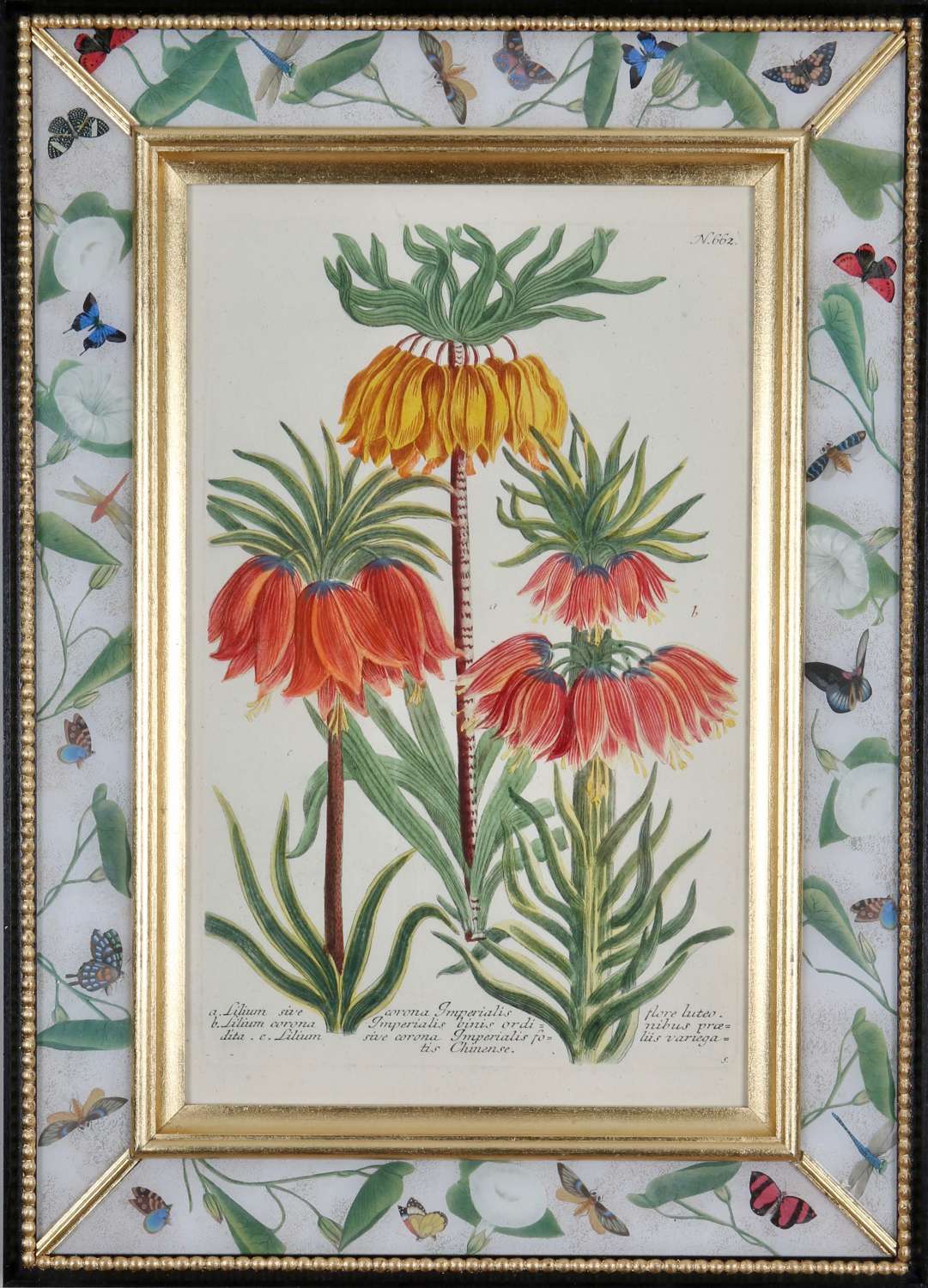 Johann Weinmann c.18th botanical engravings, in decalcomania frames.