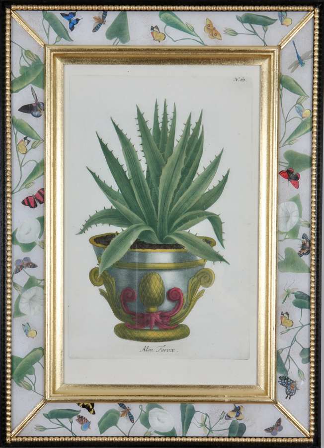 Johann Weinmann: 18th century engravings of plants in pots