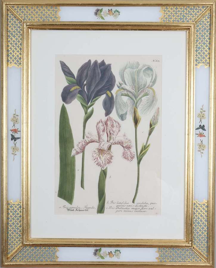 Johann Weinmann: c18th botanical engravings in decalcomania frames.