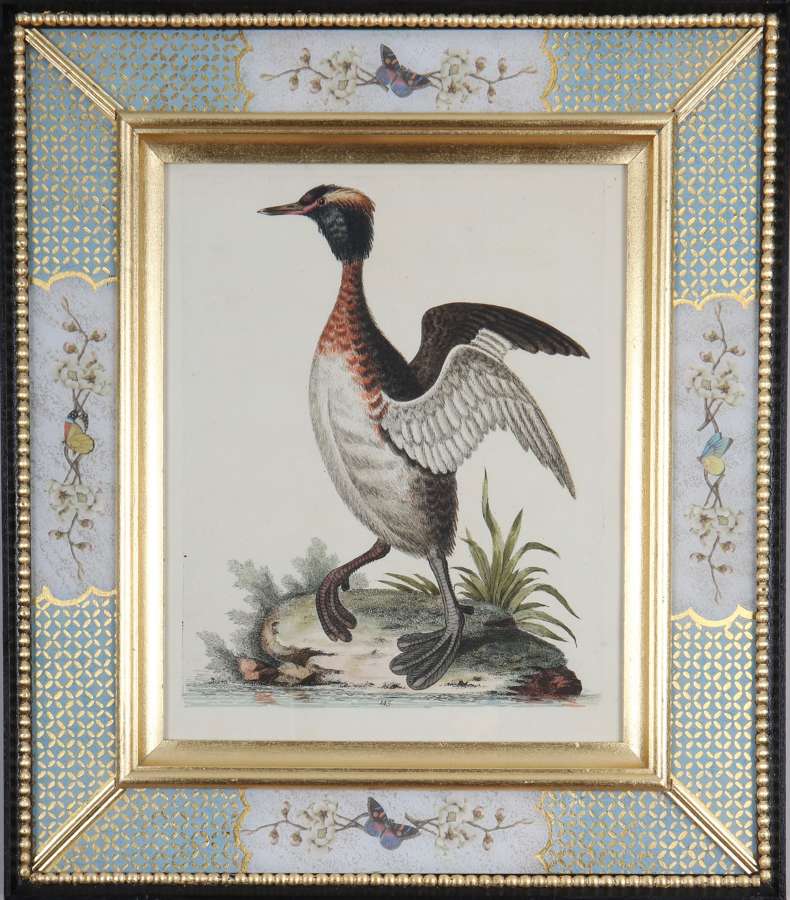 George Edwards: 18th century engravings of ducks and wading birds