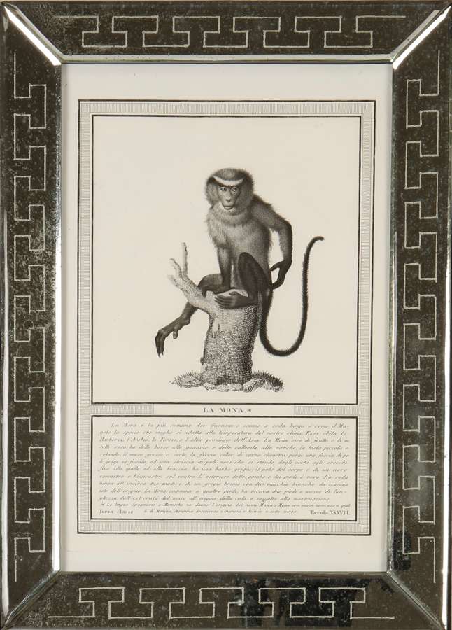 Nicolas Jacob: stipple engravings of monkeys, c1810.
