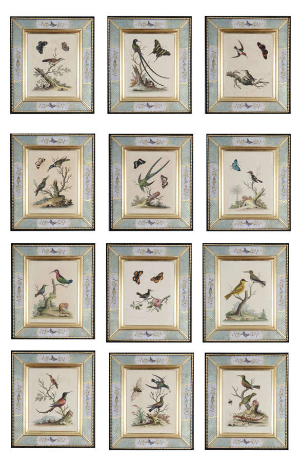 George Edwards: c18th engravings of birds in decalcomania frames