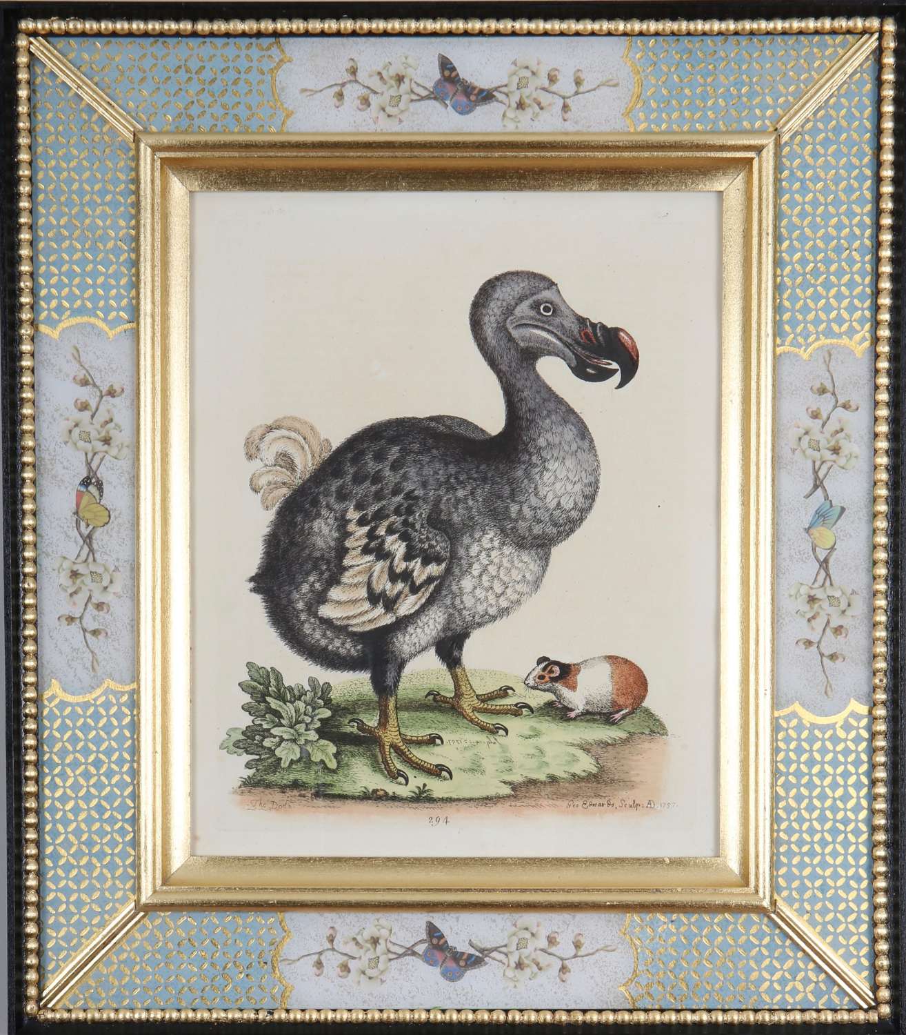 George Edwards: c18th engraving of a dodo in a decalcomania frame