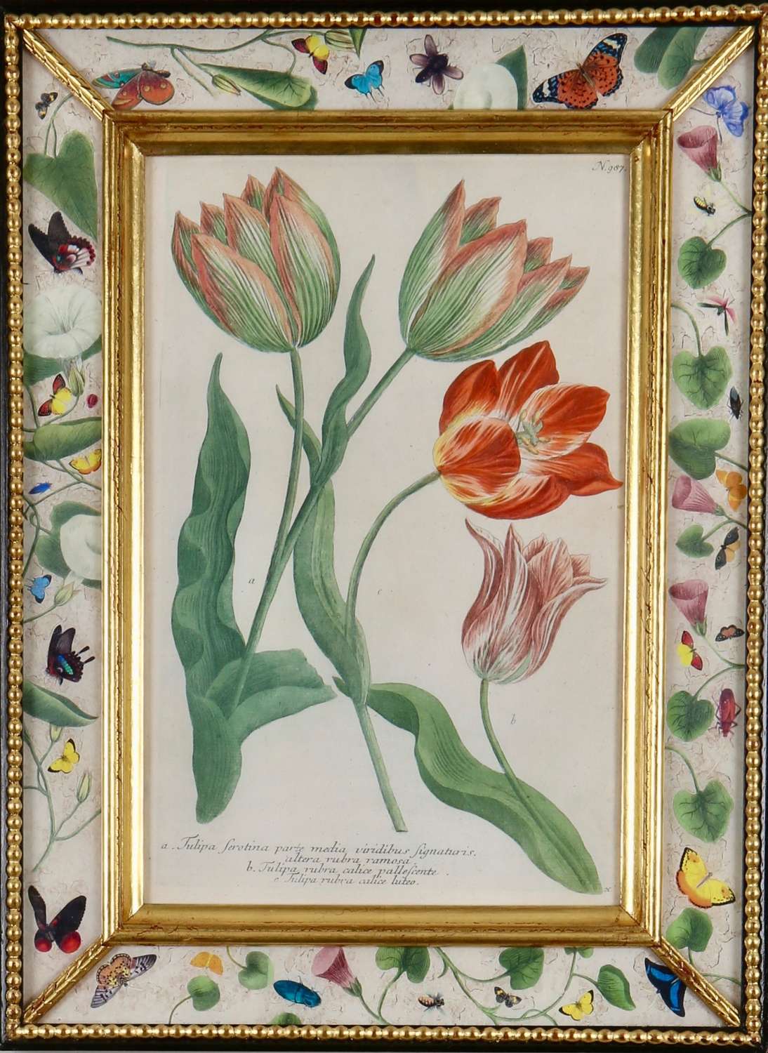 Johann Weinmann: c18th  engravings of tulips in decalcomania frames