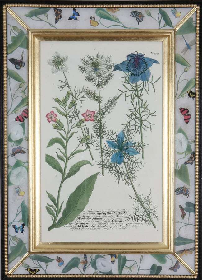 Johann Weinmann 18th century,botanical engravings,decalcomania frames