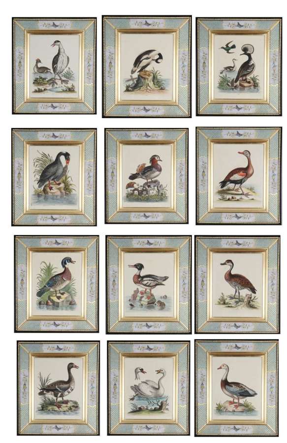 George Edwards: 18th century engravings of ducks and wading birds