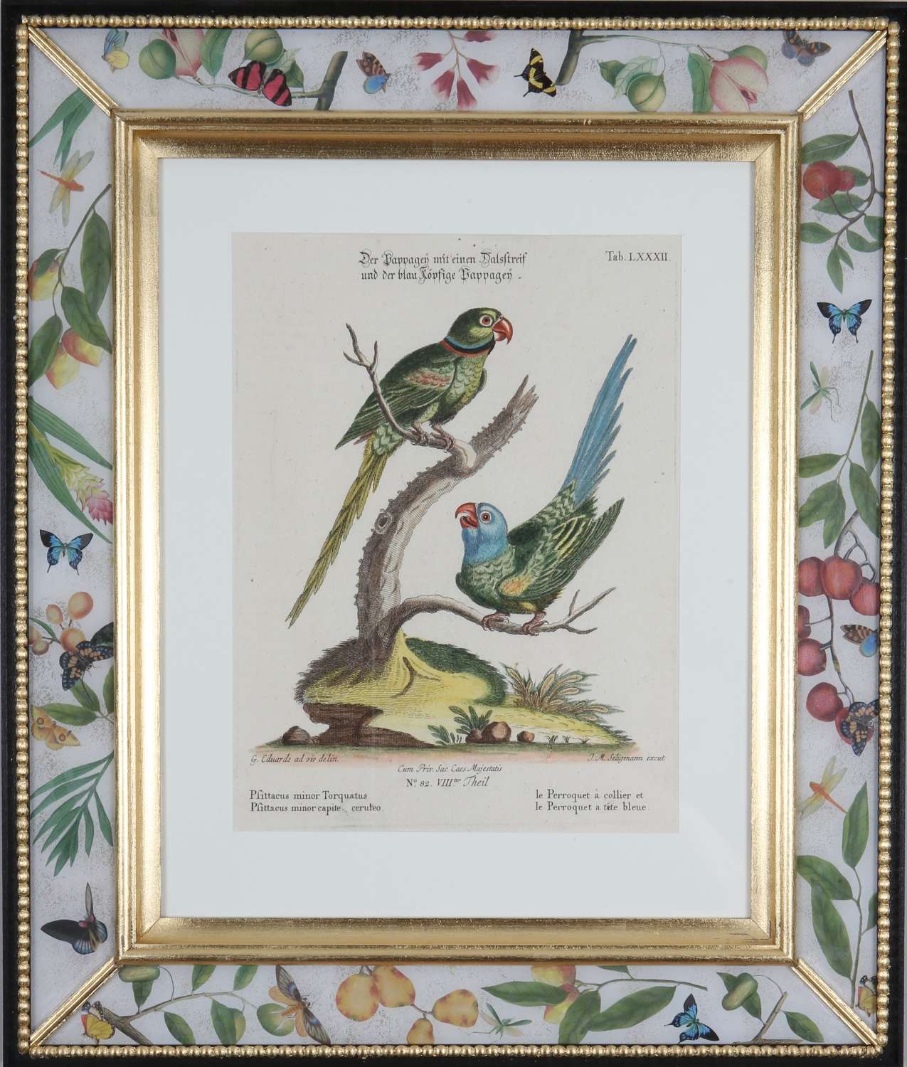 George Edwards : engravings of parrots, publ. by J. Seligmann, 1770.