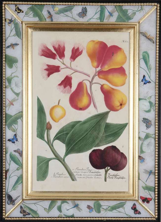 Johannes Weinmann : 18th century mezzotint engravings of fruit