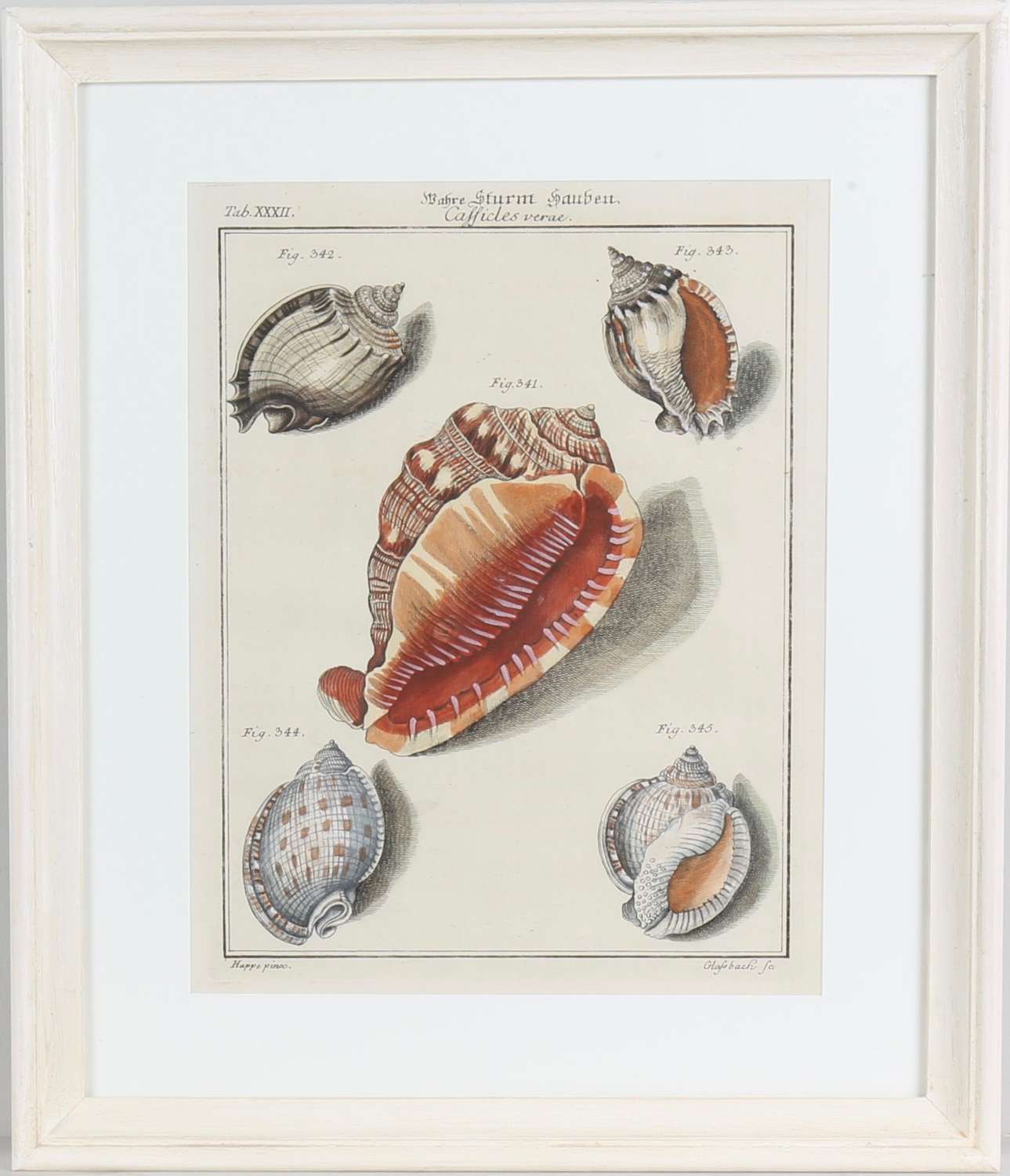 Friedrich Heinrich Wilhelm Martini : engravings of shells publ. 1768