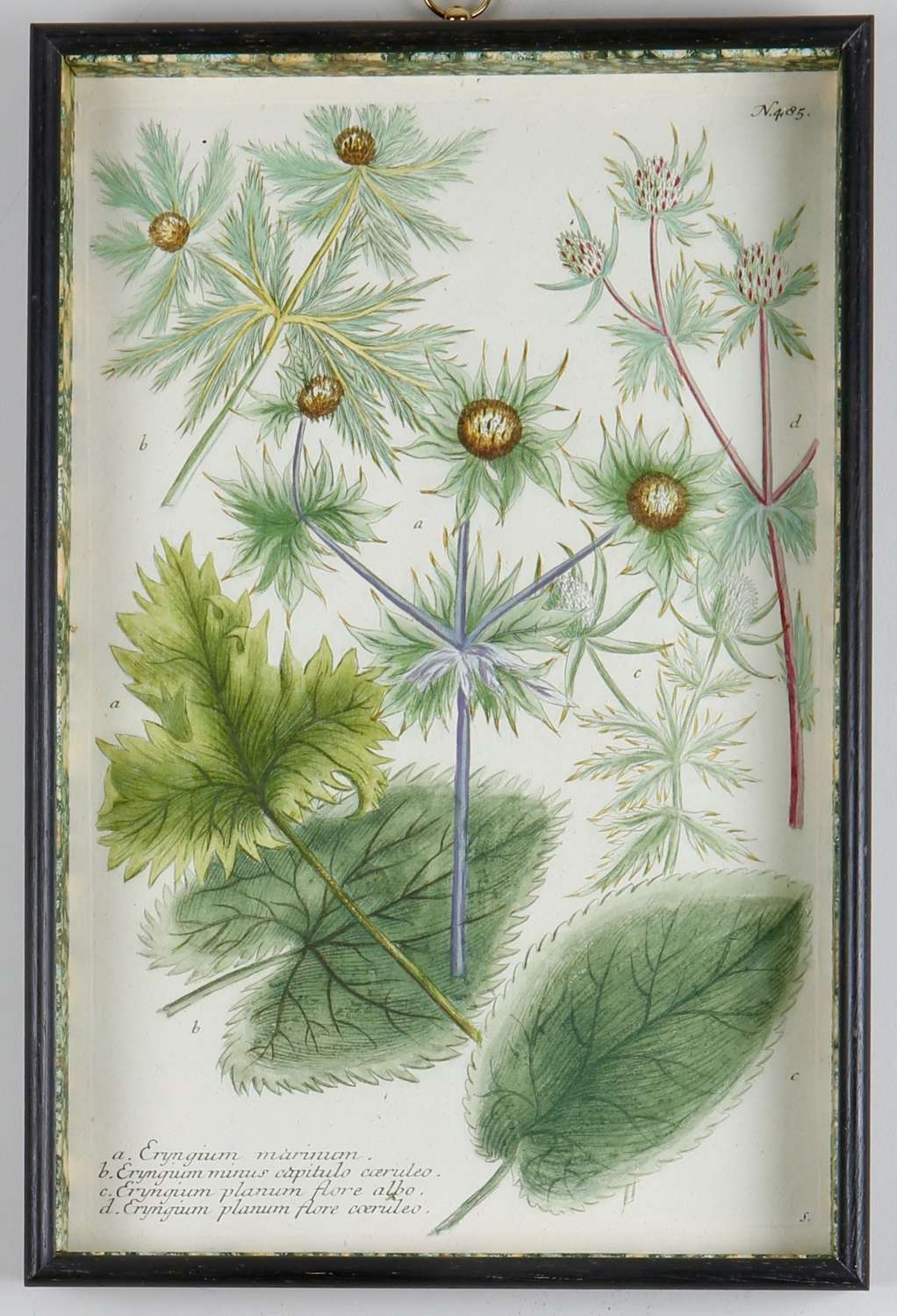 Johann Weinmann 18th century, botanical engravings, in box frames.
